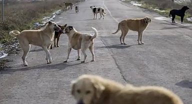 6 yaşındaki çocuğa başıboş köpek saldırdı