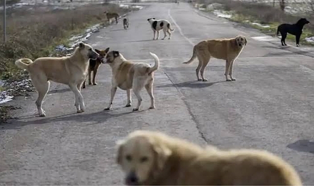 6 yaşındaki çocuğa başıboş köpek saldırdı