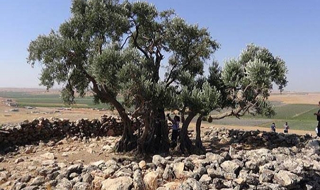 Şanlıurfa'da 1350 Yıllık Zeytin Ağacı: Tarihin Sessiz Tanığı Koruma Altında