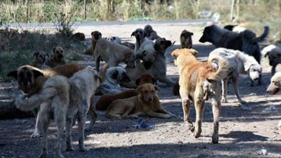 Dehşet: 2 Yaşındaki Çocuk Başıboş Köpeklerin Saldırısına Uğrayarak Hayatını Kaybetti