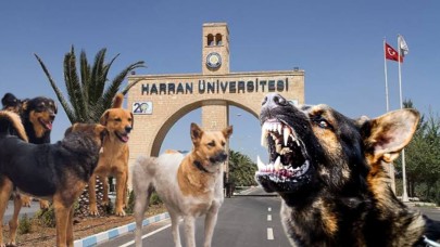 Şanlıurfa’da Başıboş Köpek Dehşeti: Üniversiteli Genç Kız Hayatını Kaybetti!