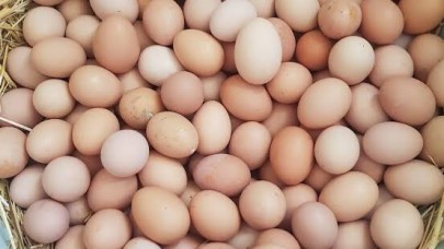 Eyyübiye’de Gıda Skandalı: Binlerce Bozuk Yumurta Satışa Sunulmak Üzere Ele Geçirildi!