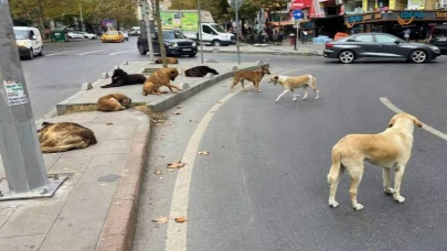Başıboş Köpekler Felakete Neden Oldu: Direksiyon Hakimiyetini Kaybeden Sürücü Ağır Yaralandı