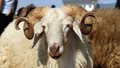 Kurban Bayramı Öncesi Şok Uyarı Hayvana İşkence Eden Yandı, Cezası 3 Yıla Kadar Hapis