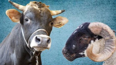 Kurban Bayramı Öncesi Kurban Hisse Bedelleri Açıklandı: Yurt İçinde 4 Bin TL, Yurt Dışında 3 Bin 490 TL’den Başlayan Fiyatlar