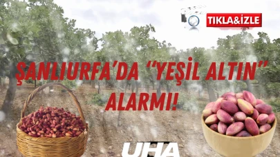 Şanlıurfa’da “Yeşil Altın” Alarmı! Fıstık Bahçeleri Kuraklık ve Afetlere Teslim