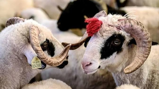 Kurban Bayramı Tatili 10 Güne Çıkıyor mu? Bakan Ersoy'dan Milyonları Sevindiren Açıklama!