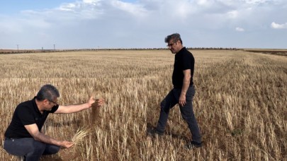 Şanlıurfa’da Doğa Affetmedi: Çiftçiye Yok Yılı!