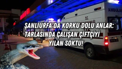 Şanlıurfa'da Korku Dolu Anlar: Tarlasında Çalışan Çiftçiyi Yılan Soktu!