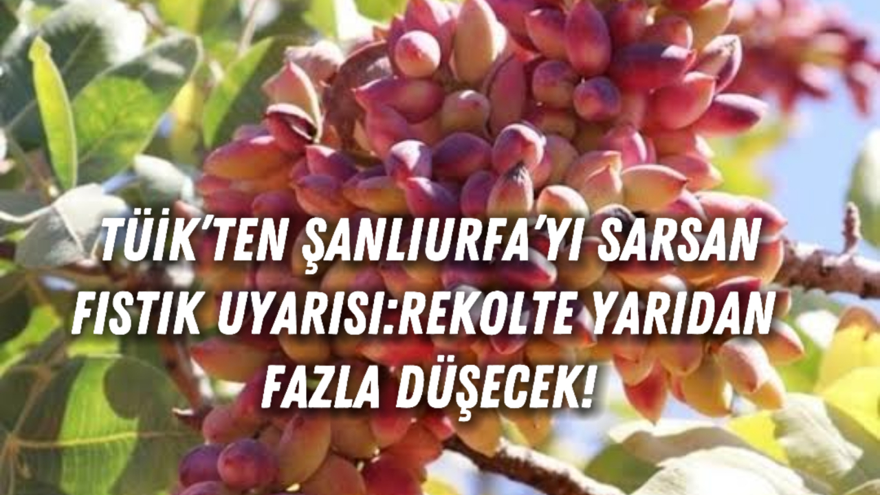 TÜİK’ten Şanlıurfa’yı Sarsan Fıstık Uyarısı: Rekolte Yarıdan Fazla Düşecek!