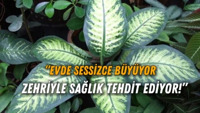 Evdeki Sessiz Tehlike: “Ağlayan Çiçek” Kekemeliğe Neden Olabilir! Şanlıurfalılar Dikkat