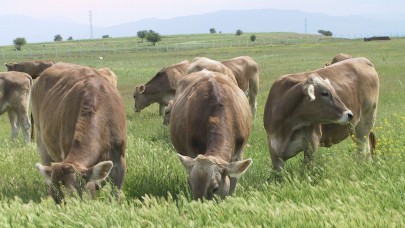 Kırsalda Bereket Projesi’nde Asil ve Yedek Listeler Açıklandı: Hayvan Dağıtımı Başlıyor!
