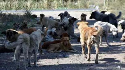 Şanlıurfalı 11 Yaşındaki Çocuk Konya’da Sokak Köpeklerinin Saldırısına Uğradı! Mevsimlik İşçilerin Dramı Yine Gündemde