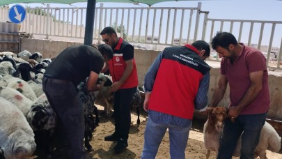 Kurban Satış Yerlerine Sıkı Denetim: Şanlıurfa'da Veteriner Hekimlerden Harekât