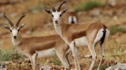 Şanlıurfa'nın Efsane Ceylanları Doğaya Geri Dönüyor! Sayıları 3 Bini Aştı
