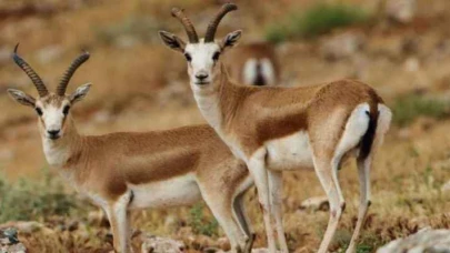 Şanlıurfa'nın Efsane Ceylanları Doğaya Geri Dönüyor! Sayıları 3 Bini Aştı