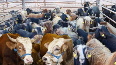 Kurbanını Satamayana Devlet Sahip Çıkıyor! İşte 2025 Kurbanlık Alım Fiyatları