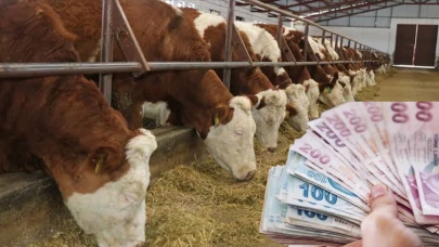 Devlet Destekli Gebe Düve Dağıtımı Başladı! İşte Başvuru Şartları ve Tüm Detaylar