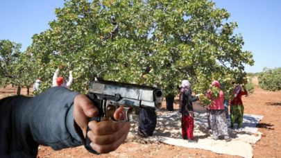 Tarlada miras kan döktü: Kardeş kavgası silahlı çatışmaya dönüştü!