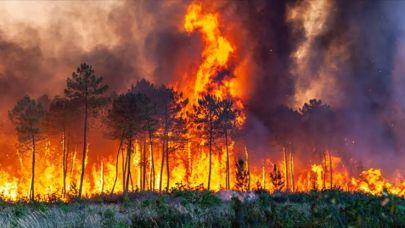 Şanlıurfa’da Ormanlık Alanda Yangın Paniği: Ekipler Seferber Oldu