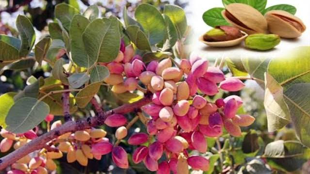 Fıstıkta büyük oyun! Şanlıurfalı üreticilere “tuzak” uyarısı
