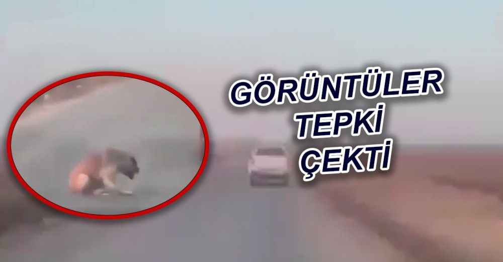 Şanlıurfa'da Köpeğe ateş edip yoluna devam etti!