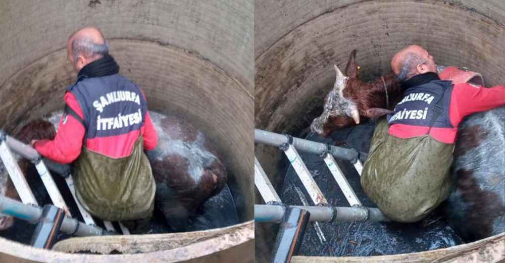 Su kanalına düşen ineğin yardımına itfaiye yetişti