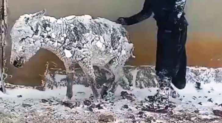 Şanlıurfa'da Vali devreye girdi! Ahıra kapatmak yerine soğuğa terk edildi