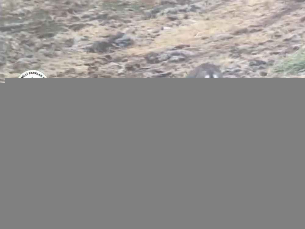 Şanlıurfa DKMP’den ceylanlara yem yardımı