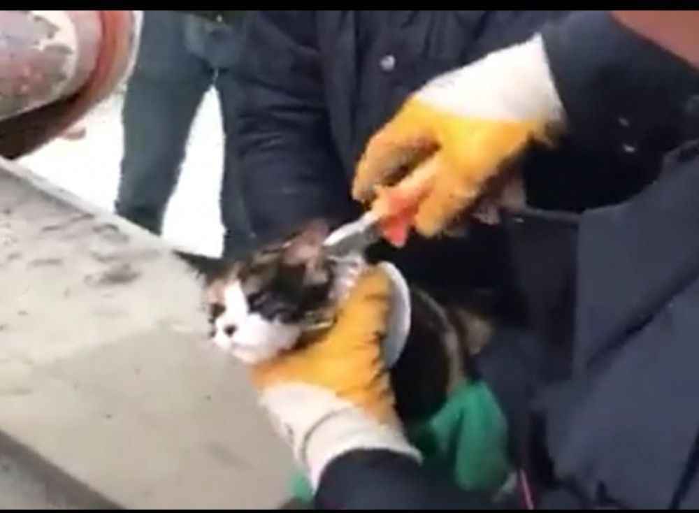 Urfa’da kedi kurtarma operasyonu!