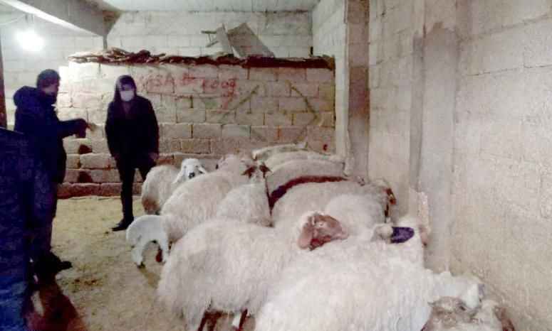 Çalıntı hayvanlar Urfa’da bulundu