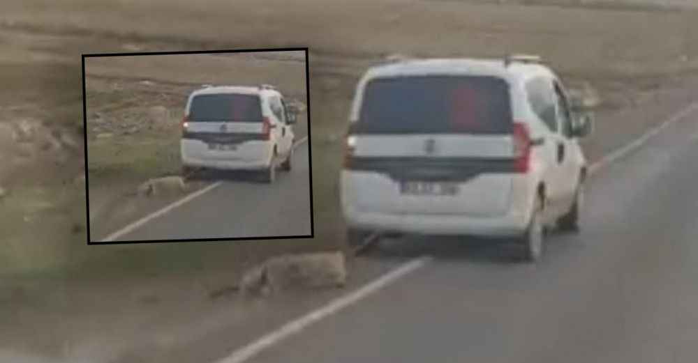 Şanlıurfa'da Koyunun içler acısı görüntüsü yürek burktu