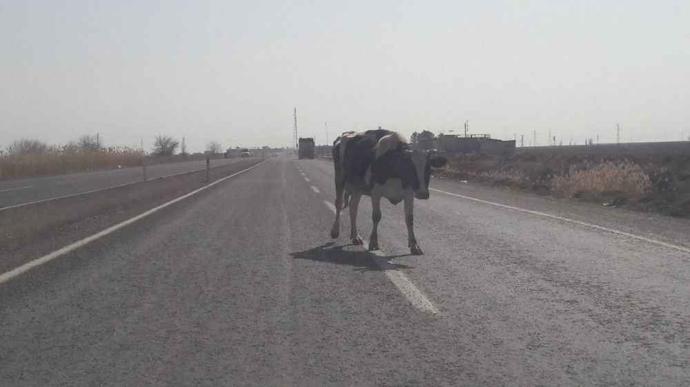 Şanlıurfa'da Trafikte tehlike oluşturdu