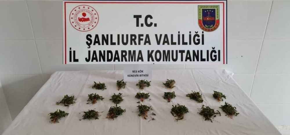 Şanlıurfa'da Arpa tarlasına kenevir eken şahıs gözaltında
