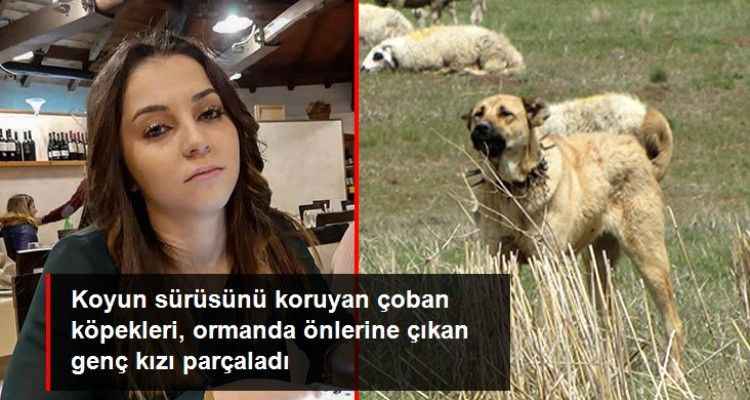 Koyun sürüsünü koruyan çoban köpekleri, ormanda önlerine çıkan genç kızı parçaladı! 1 Ölü