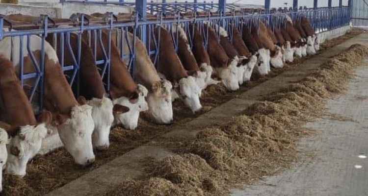 İnek sütü üretim verileri açıklandı