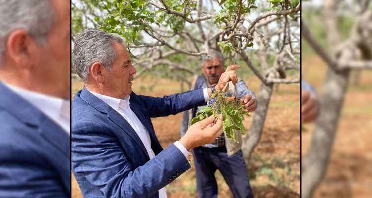 Zirai don vurdu! Fıstık bahçelerinde zarar büyük