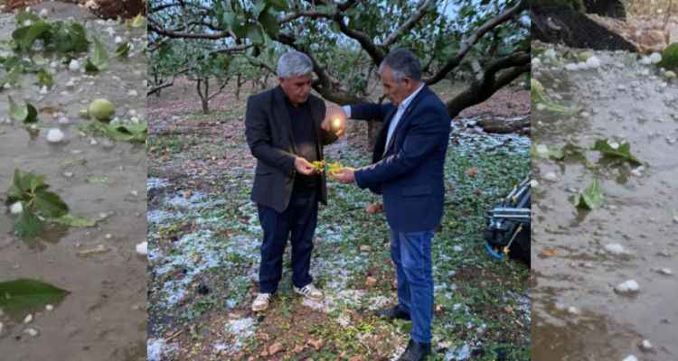 Şanlıurfa’da dolu yağışı fıstığı vurdu!