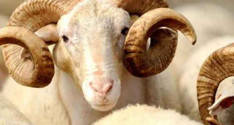 2022 Koyun, keçi, sığır kurban etmek isteyenler dikkat: Bu sene kurbanlık fiyatları