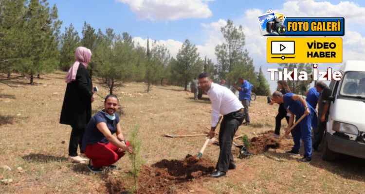 Harran Üniversitesi Tıp Hemşireleri Toprağa Fidan Kazandırdı
