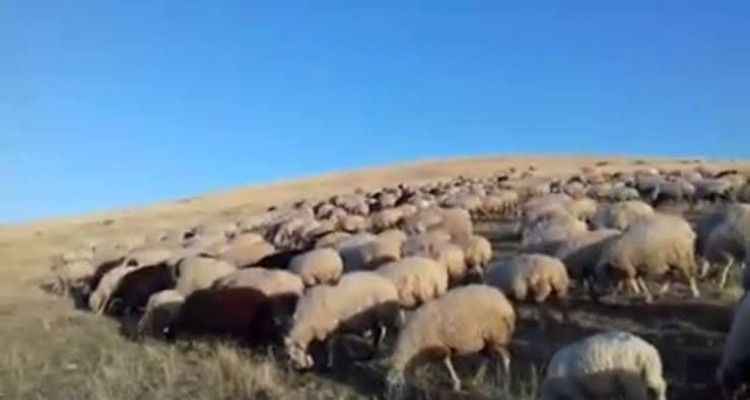 Koyunların Arasında Hareketsiz Yatan Çoban Ölü Bulundu