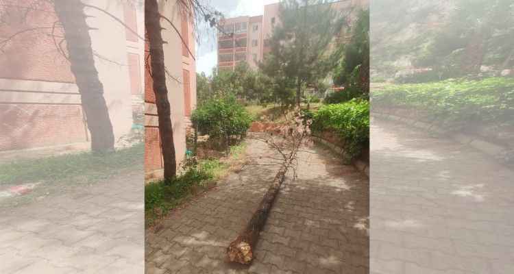 Urfa’da fırtına! Ağaçları kökünden söktü