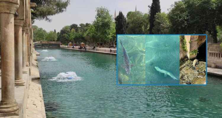 Balıklıgöl’deki balık ölümleri durdu mu?