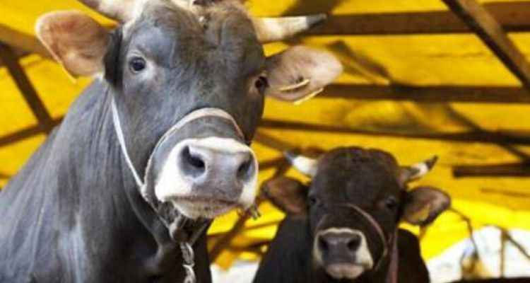 Kurban Kesecekler Dikkat! Bu Haberi Okumadan Kurban Kesmeyin! Hiçbir Surette İzin Verilmeyecek