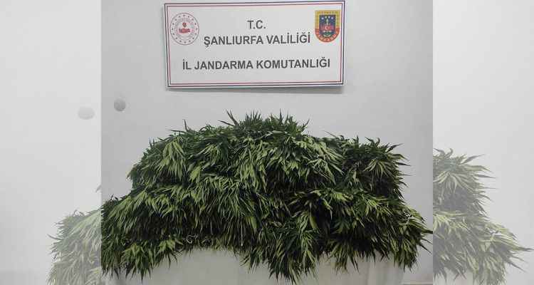 Suruç’ta pamuk tarlasında kenevir ele geçirildi