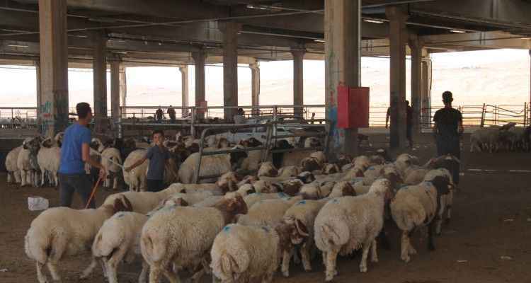 Şanlıurfa'da Kurban pazarında geçen yılların hareketliliği yok