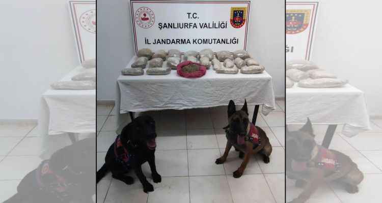 Şanlıurfa'da bonzai operasyonu