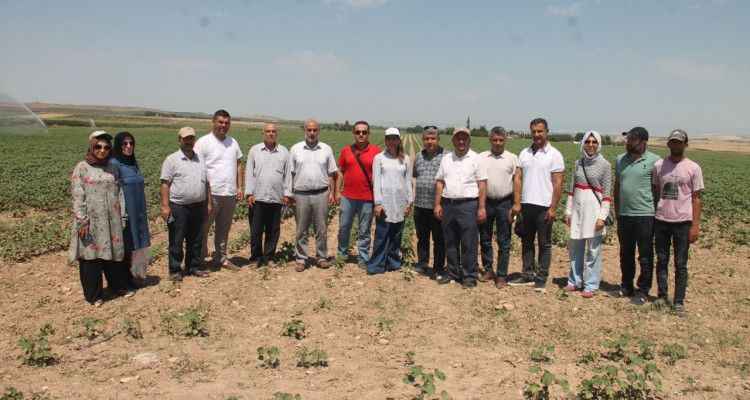Şanlıurfa'da Feromon Tuzağı çiftçilerin umudu oldu