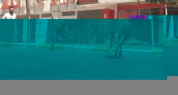 Şanlıurfa'da Onlar kaçtı, sahipleri kovaladı