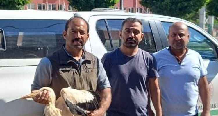 Urfa’da yaralı leylek tedavi altına alındı